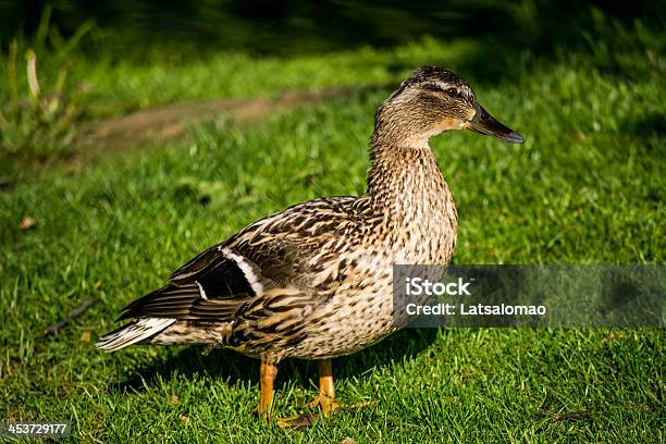 Germano Reale - Fotografie stock e altre immagini di Accoppiamento animale - Accoppiamento animale, Acqua, Ala di animale