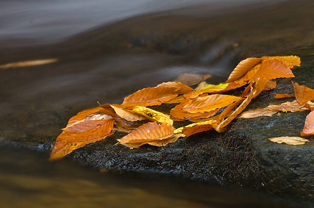 istock Wet Fallen Leaves in Late Autumn 453729609