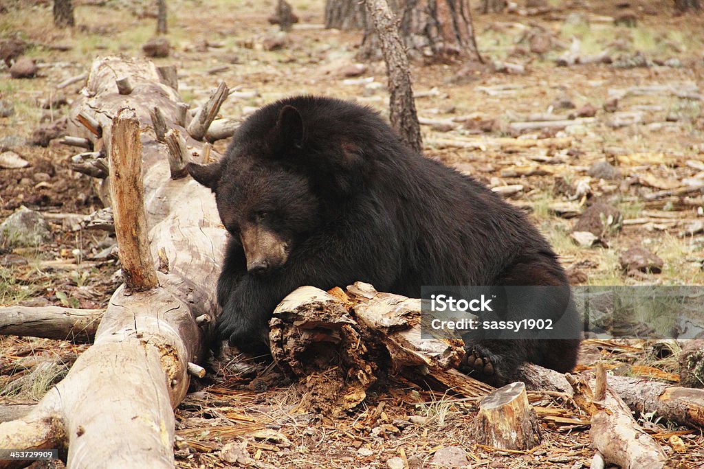 Black Bear Ursus Americanus Tier - Lizenzfrei Männliches Tier Stock-Foto