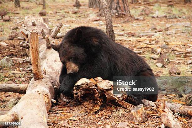 Black Bear Ursus Americanus Tier Stockfoto und mehr Bilder von Männliches Tier - Männliches Tier, Aas fressen, Abgeschiedenheit