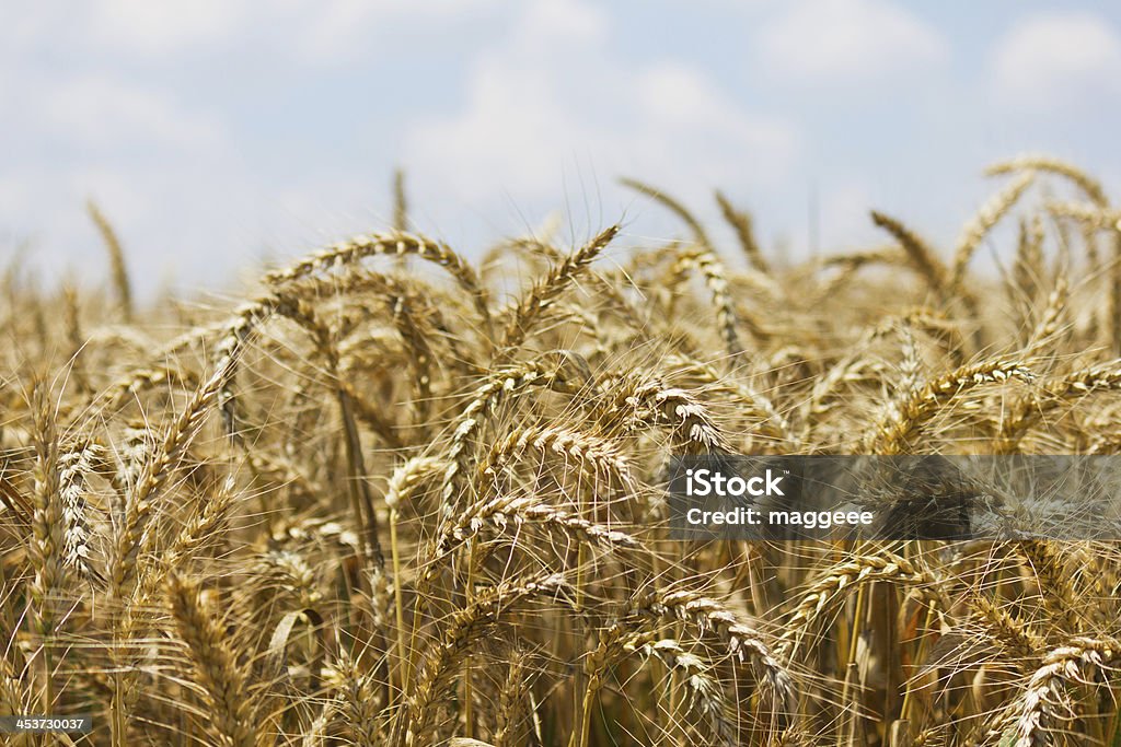 Trigo com céu azul nublado - Royalty-free Agricultor Foto de stock