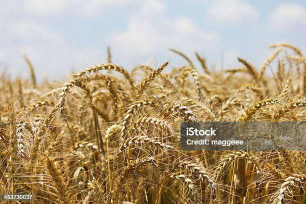 Trigo Com Céu Azul Nublado - Fotografias de stock e mais imagens de Agricultor - Agricultor, Agricultura, Azul