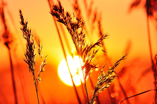 istock Warm and colorful sunrise / sunset 453730193