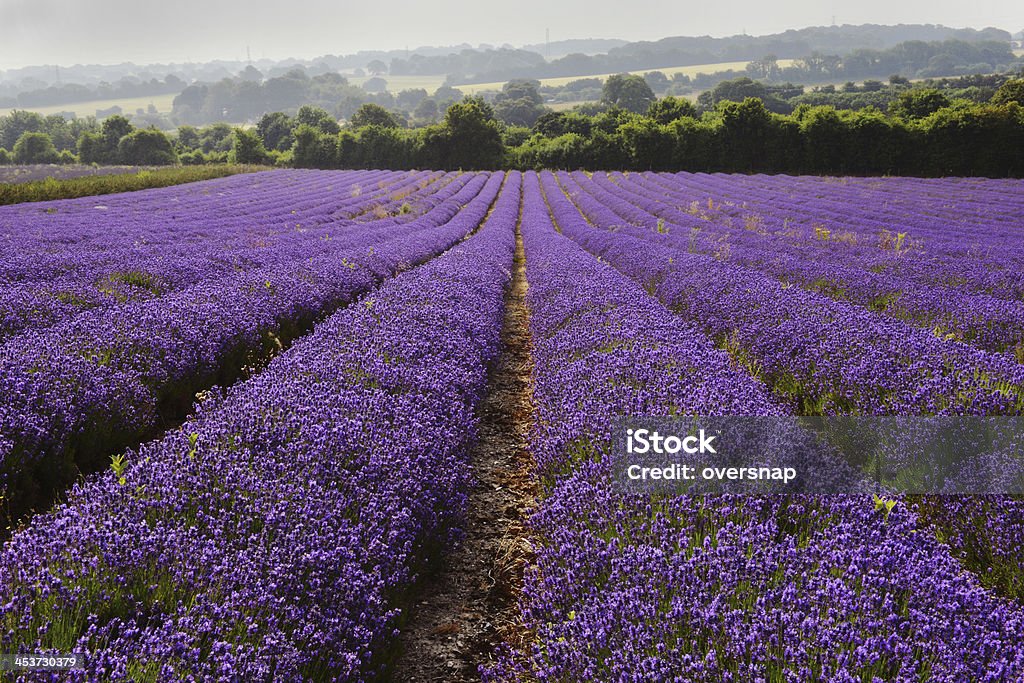 Inglés Lavender - Foto de stock de Lavanda - Planta libre de derechos