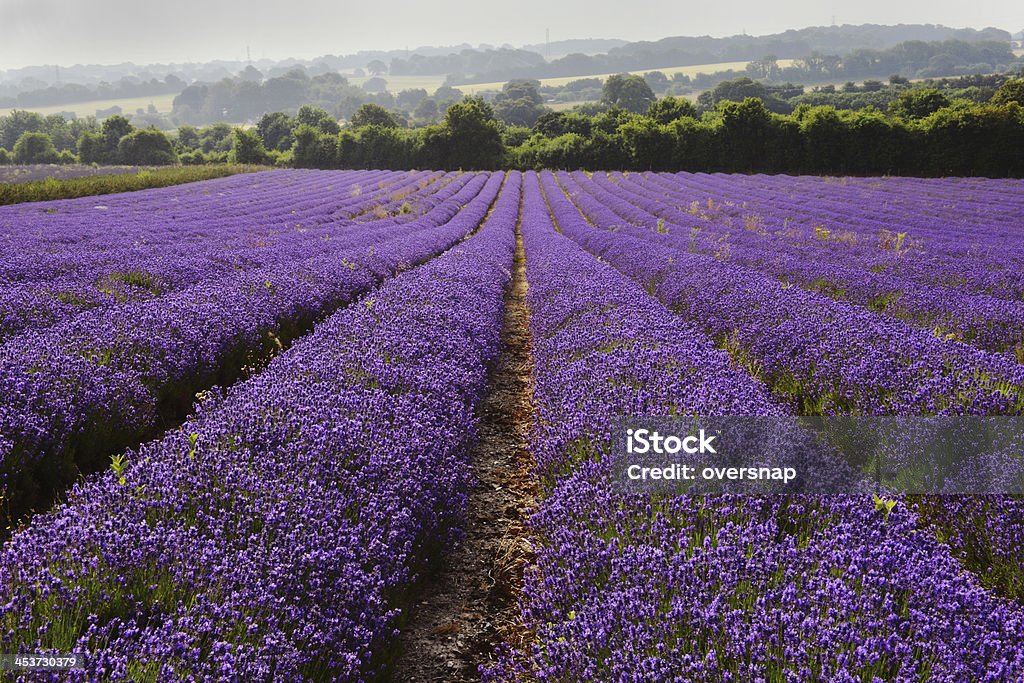 Lavanda inglese - Foto stock royalty-free di Lavanda - Pianta