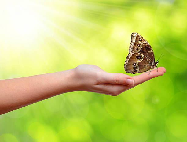 istock Butterfly sitting on the hand 453730569