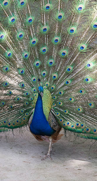 Blue Peacock stock photo