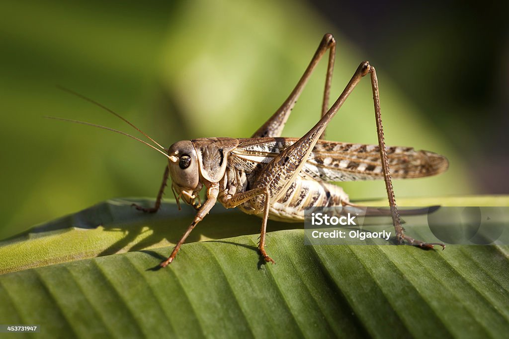 Saltamontes - Foto de stock de Animal libre de derechos