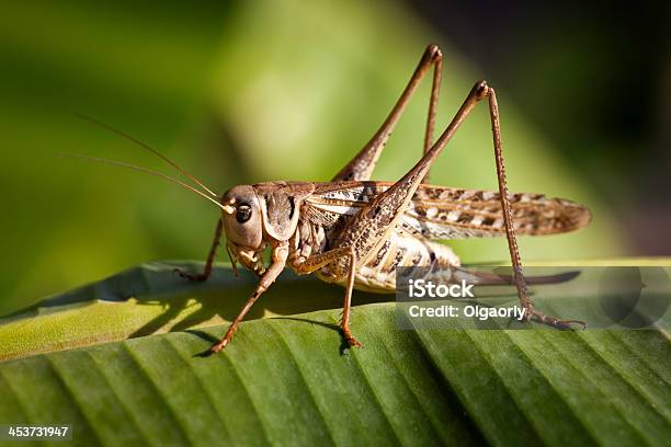 Saltamontes Foto de stock y más banco de imágenes de Animal - Animal, Antena - Parte del cuerpo animal, Cabeza de animal