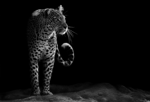 Leopardo photo