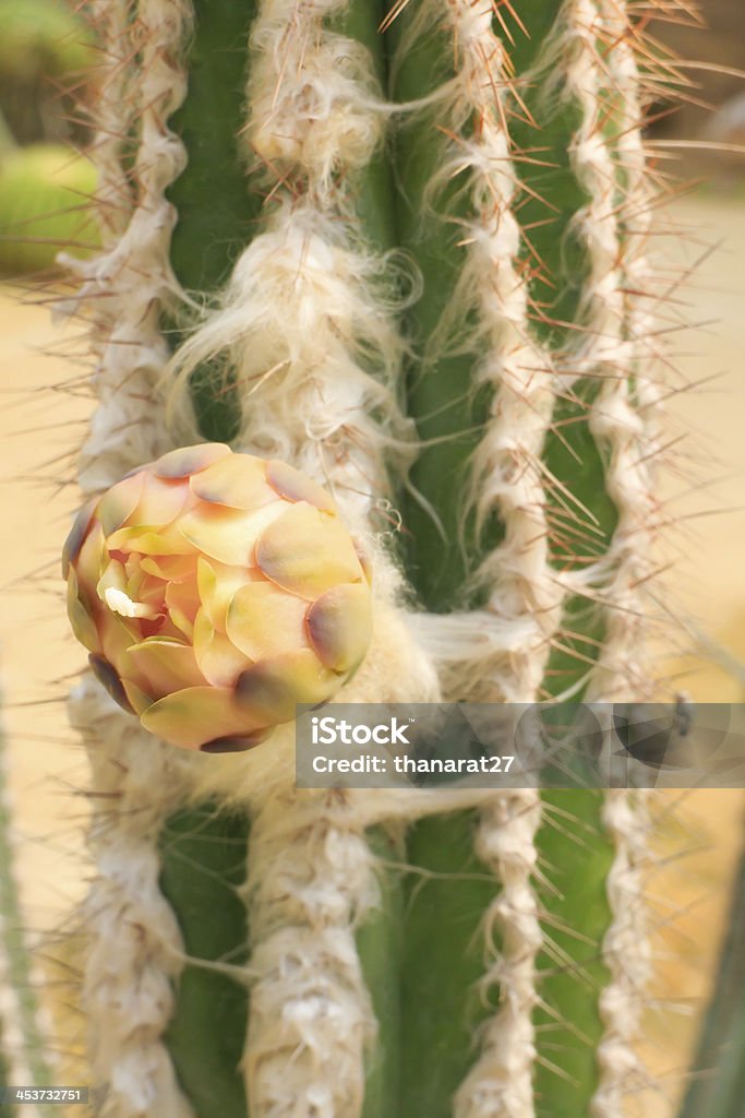 Cactus - Foto de stock de Aire libre libre de derechos