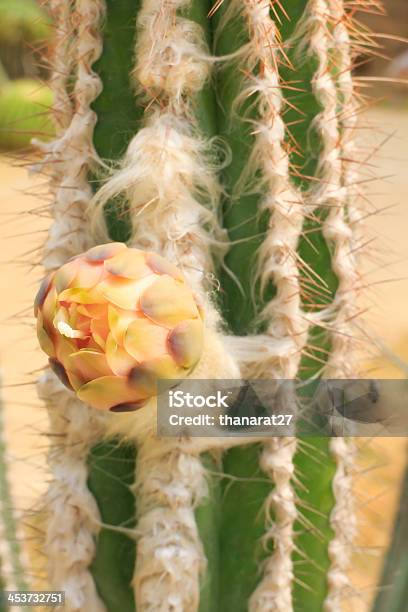 Cactus Foto de stock y más banco de imágenes de Aire libre - Aire libre, Amarillo - Color, Arena