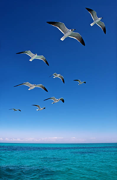 istock Various seagulls flying over a beautiful blue sea 453733795