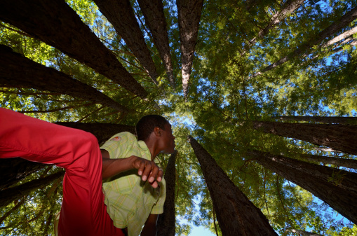 man looking up to the sky from within a circle of redwood trees