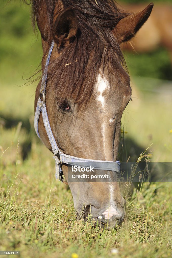 Pastar Brown Horse - Foto de stock de Aire libre libre de derechos