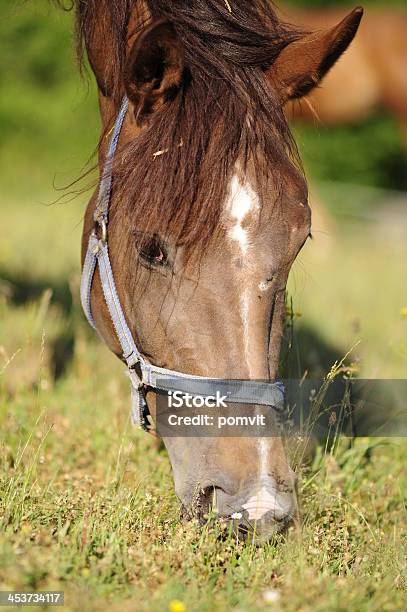 Pascolare Marrone Cavallo - Fotografie stock e altre immagini di Accanto - Accanto, Ambientazione esterna, Ambientazione tranquilla