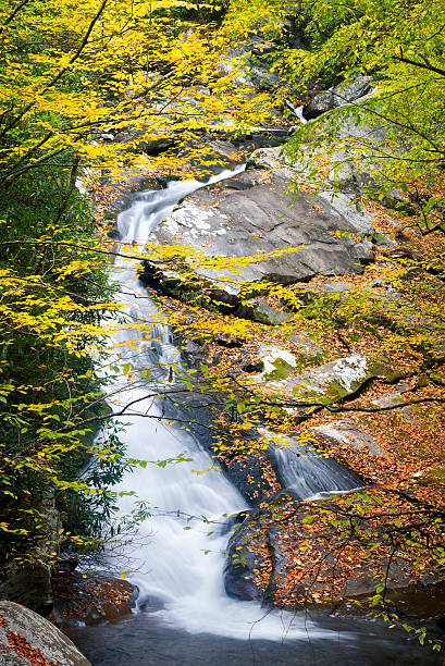 Fall Colors on Tremont Road Cascading creek in the  Great Smoky Mountains National Park with autumn colors on display tremont stock pictures, royalty-free photos & images
