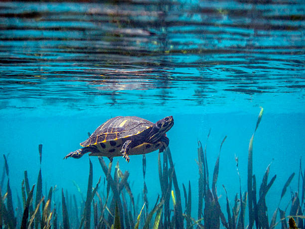 península cooter turtle de natación - emídidos fotos fotografías e imágenes de stock