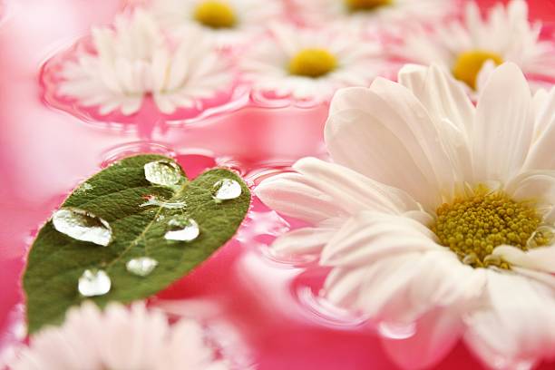 istock Beautiful  flower in nature background 453735341