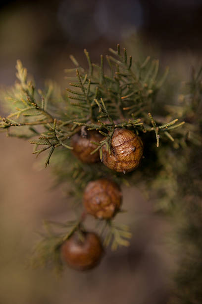 Pinopsida Tree 290+ Pinopsida Stock Photos, Pictures & Royalty-Free Images - iStock