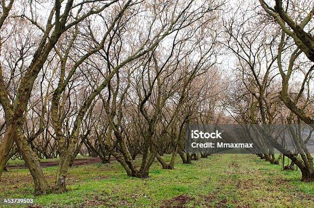 Foto de No Domínio Da Verde e mais fotos de stock de Agricultura - Agricultura, Avelã, Fotografia - Imagem