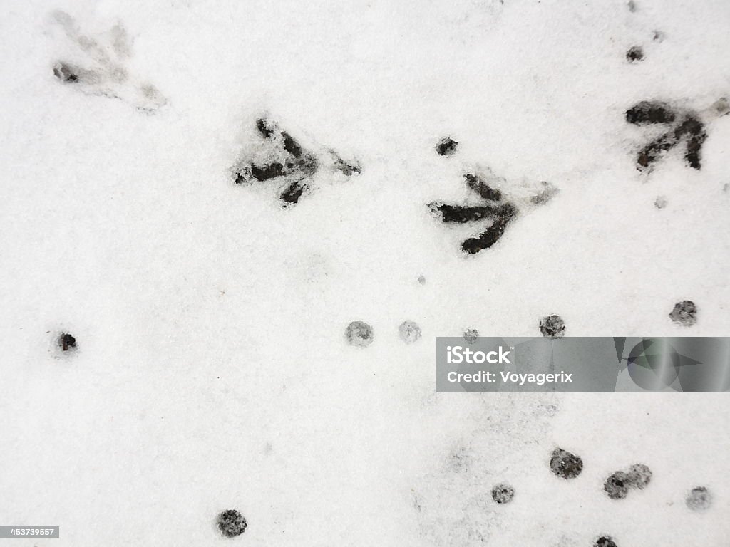 bird trail in the fresh snow A bird trail in the fresh snow Animal Stock Photo