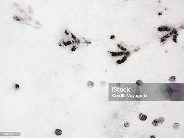 Bird Trail In The Fresh Snow Stock Photo - Download Image Now - Animal, Animal Body Part, Animal Markings