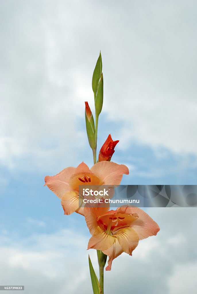 Gladiolo flor del cielo nublado - Foto de stock de Azul libre de derechos