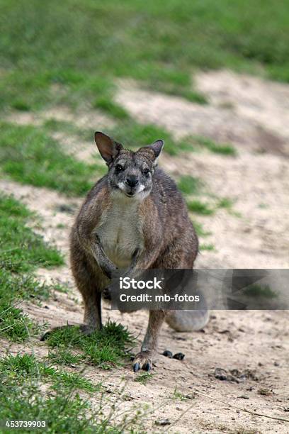 Ualabí De Parma Foto de stock y más banco de imágenes de Animal - Animal, Australia, Canguro