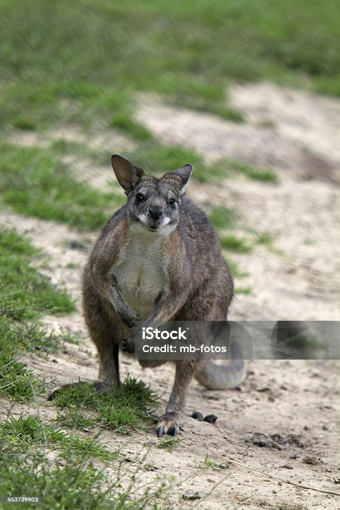wallaby de Parma - Photo de Australie libre de droits