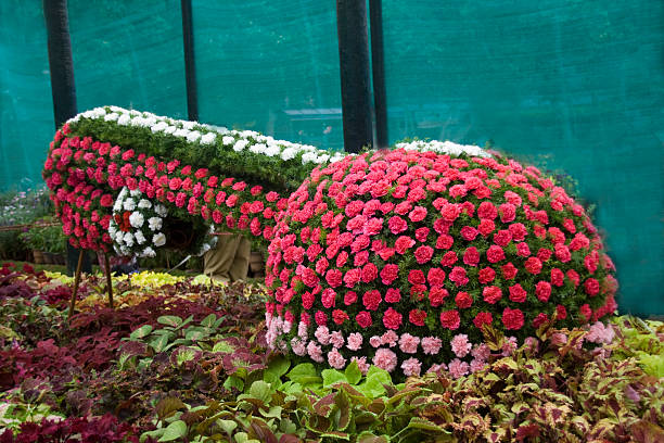 цветочные музыкальный инструмент - lalbagh стоковые фото и изображения