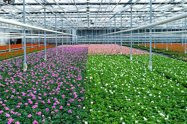 istock flowers in greenhouse 453741991