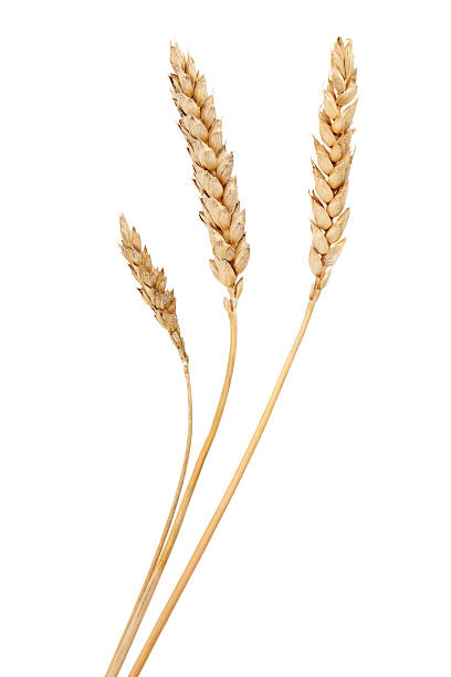 Wheat grass isolated over white background. Wheat grass isolated over white. Agriculture background. oat crop photos stock pictures, royalty-free photos & images