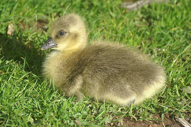 istock Little Fluffy Gosling in the Grass 453742349