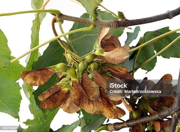 Foto de Brown Winged Sementes Da Acer Pseudoplatanus Árvore e mais fotos de stock de Flora