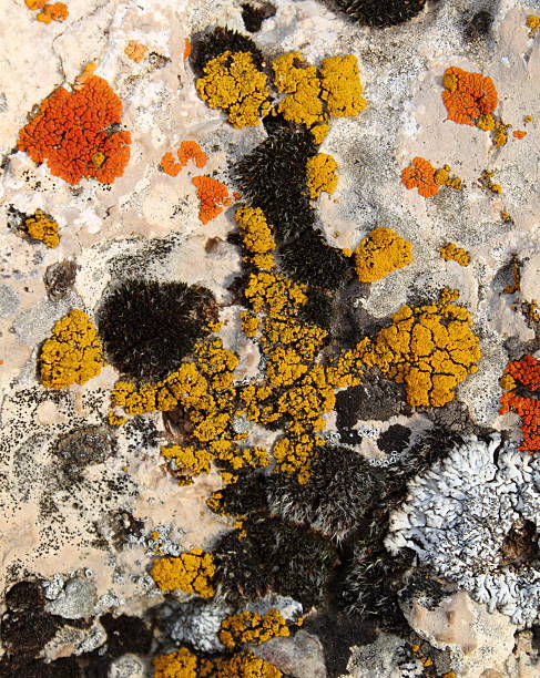 Orange, Black and Yellow Lichen
