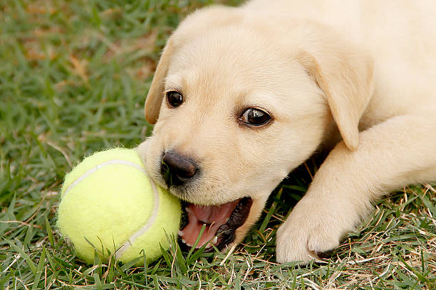 labrador cachorro jugando con pelota al aire libre - labrador amarillo fotografías e imágenes de stock