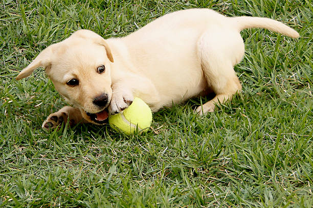 istock Labrador puppy playing with ball outdoors 453747615