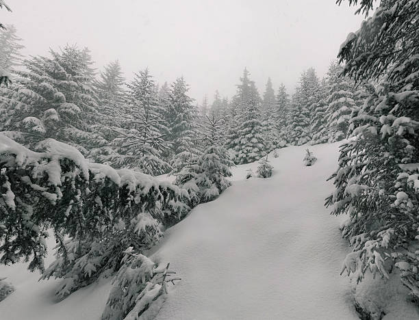 istock Fairy-tales snowfall in winter forest. Vintage stylized 453749583