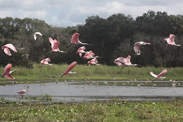 istock Spoonbills taking off - Everglades, Florida 453749665