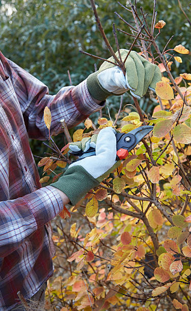 istock Man pruning bush in garden 453750137