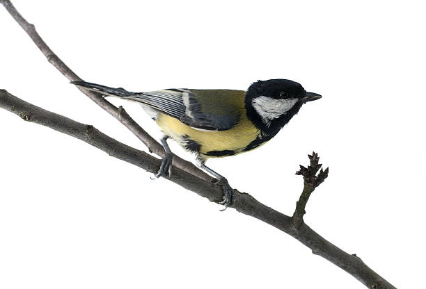 istock Tit bird on twig. Isolated 453751631