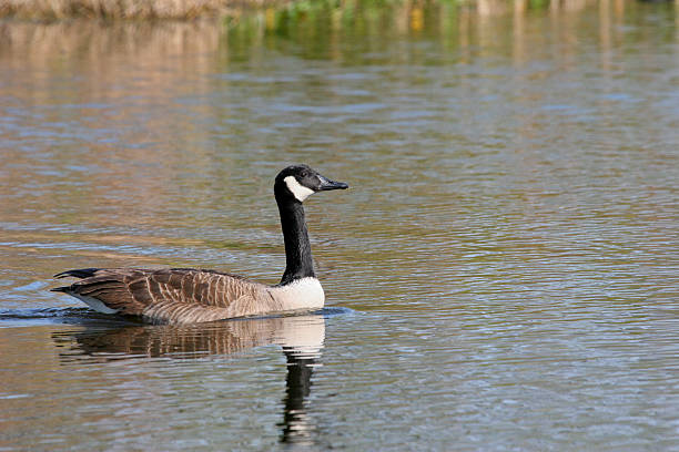 Cтоковое фото Canada Goose на воде