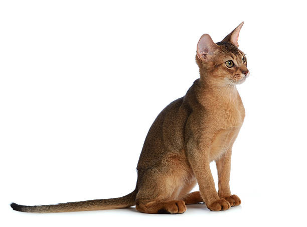 istock Abyssinian young cat isolated on white background 453755637