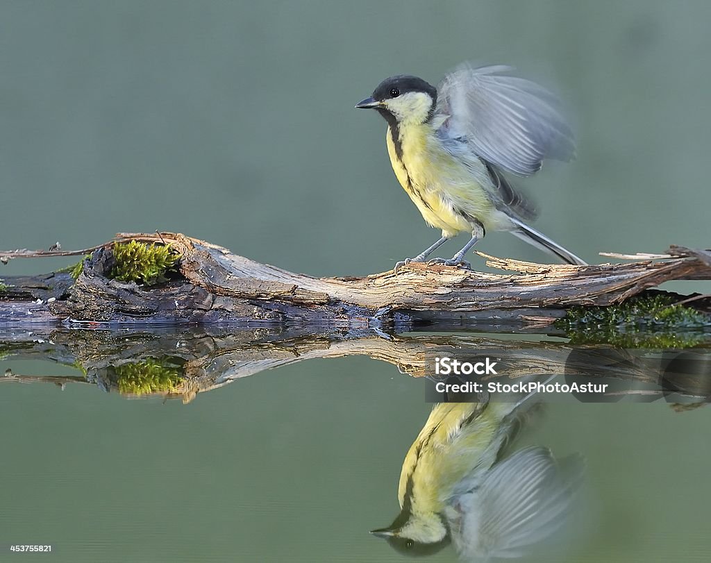 Great tit. Great tit in water. Animal Stock Photo