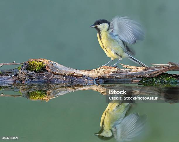 Great Tit Stock Photo - Download Image Now - Animal, Animal Wildlife, Bird