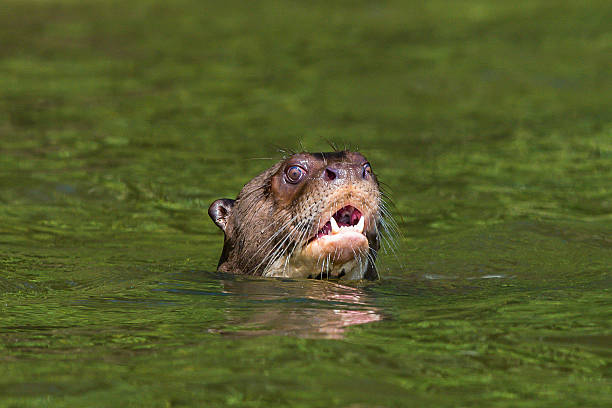 istock Giant otter swimming peruvian Amazon jungle Madre de Dios Peru 453755867