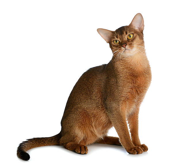 istock Abyssinian young cat isolated on white background 453758089