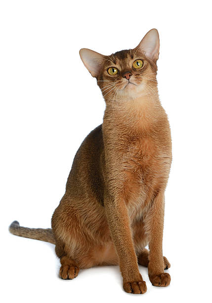 istock Abyssinian young cat isolated on white background 453758409
