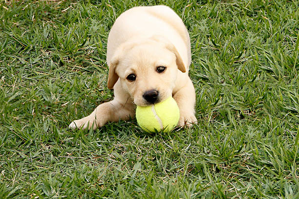 istock Labrador puppy playing with ball outdoors 453758545